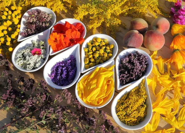 bitkiler ve çiçekler.