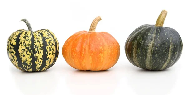 Calabazas. — Foto de Stock