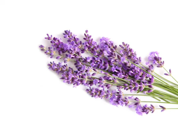 Bunch Blommande Lavendel Vit Bakgrund — Stockfoto