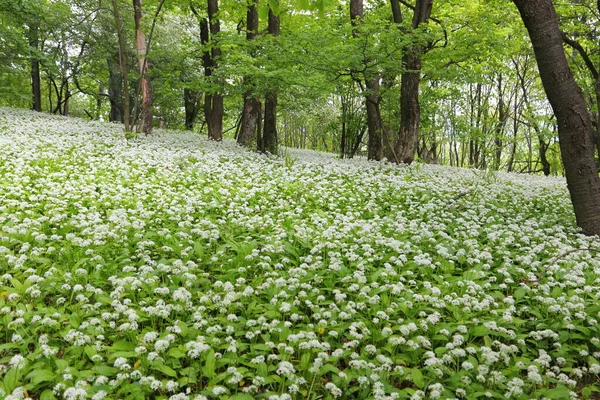 Ramson Floreciente Bosque Primavera Allium Ursinum Conocido Como Ajo Silvestre — Foto de Stock