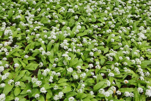 Floração Ramson Floresta Primavera Allium Ursinum Conhecido Como Alho Selvagem — Fotografia de Stock