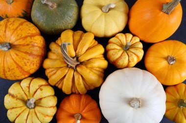 Farklı renk ve tipte kabak ve kabak koleksiyonu.