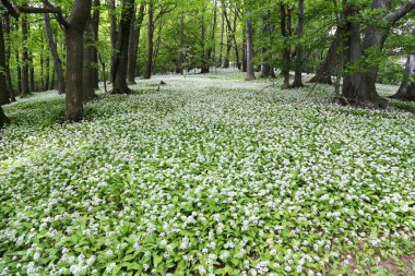 Bahar Ormanı 'nda çiçek açan Ramson. Allium ursinum, yabani sarımsak, Ramsonlar, Buckramlar, ayılar sarımsak, ahşap sarımsak olarak bilinir..