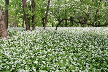Baharda ayı sarımsağıyla orman. Allium ursinum, yabani sarımsak, Ramsonlar, Buckramlar, ayılar sarımsak, ahşap sarımsak olarak bilinir..