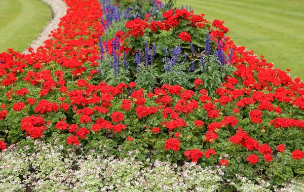 Wunderschönes Blumenbeet Mit Roten Geranien Und Blauem Salbei — Stockfoto