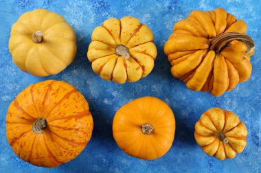 Sonbahar hasadı mavi arka planda farklı çeşitlerde kabak ve renkli kabaklar.