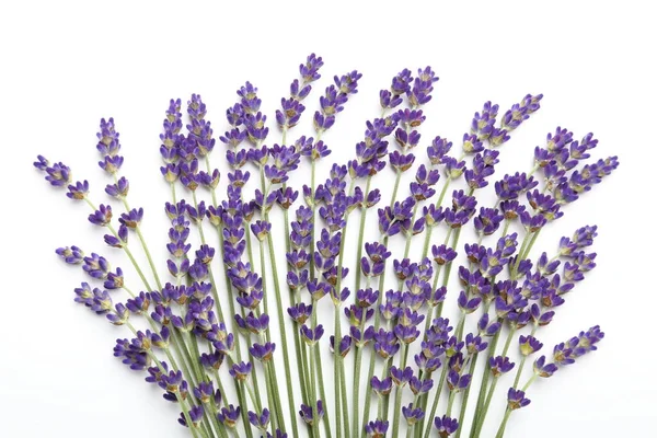 Blooming lavender on a white background. Top view.