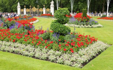 Kırmızı sardunyalar ve mavi adaçayı ile güzel bir çiçek tarhı..