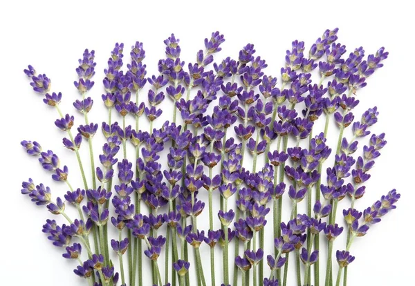 Lavanda Floreciente Sobre Fondo Blanco Vista Superior —  Fotos de Stock