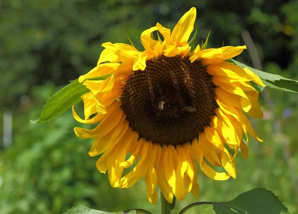 Beau Tournesol Jaune Fleurissant Dans Jardin — Photo