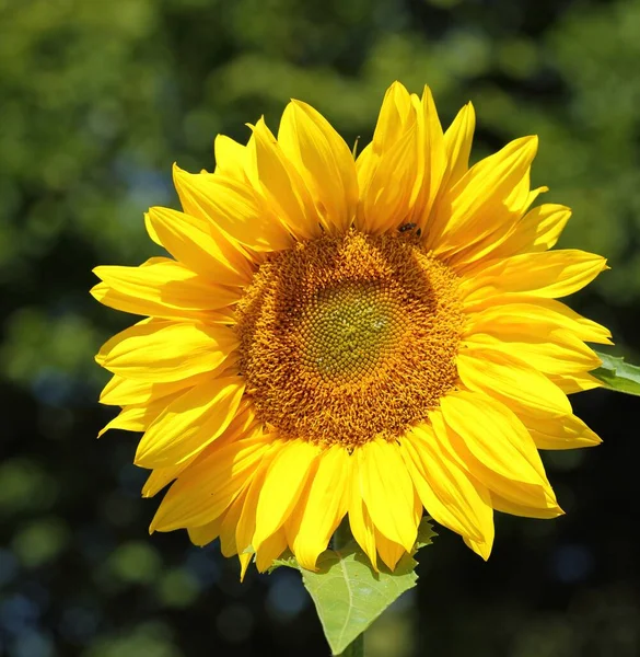 Krásné Žluté Slunečnice Kvetoucí Zahradě — Stock fotografie