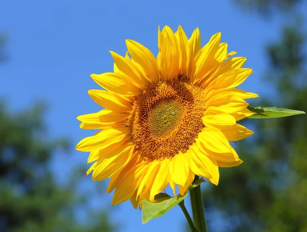 Beau Tournesol Jaune Fleurissant Dans Jardin — Photo