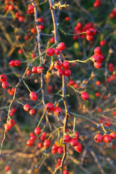 Rosa Selvagem Com Frutos Vermelhos Saudáveis Arbusto Rosa Mosqueta Natureza — Fotografia de Stock