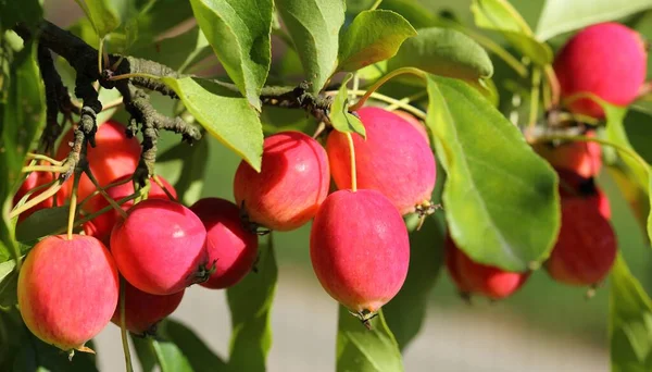 Pequeñas Manzanas Rojas Manzano Jardín Verano — Foto de Stock