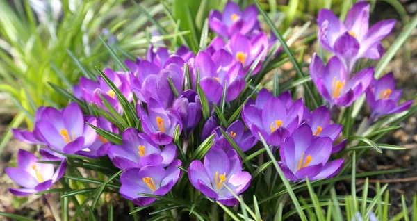 Crocus Colorés Fleurissent Début Printemps — Photo