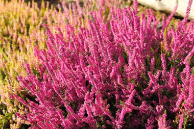 Sonbahar bahçesinde açan renkli fundalıklar ve fundalıklar.