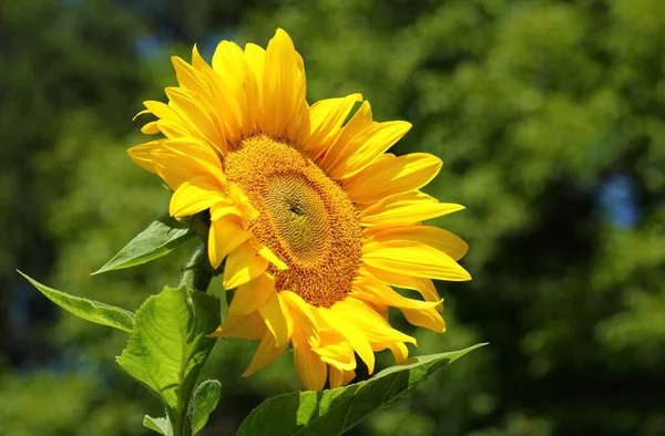 Krásné Žluté Slunečnice Kvetoucí Zahradě — Stock fotografie