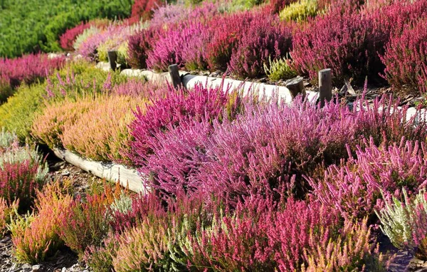 Färgglada Hedningar Och Hedar Blommar Höstträdgården — Stockfoto