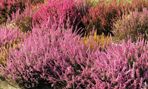 Sonbahar Bahçesinde Açan Renkli Fundalıklar Fundalıklar — Stok fotoğraf