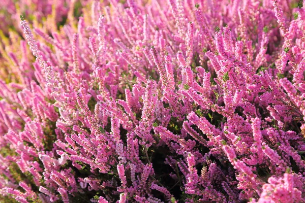 Kleurrijke Heidevelden Bloeien Herfsttuin — Stockfoto