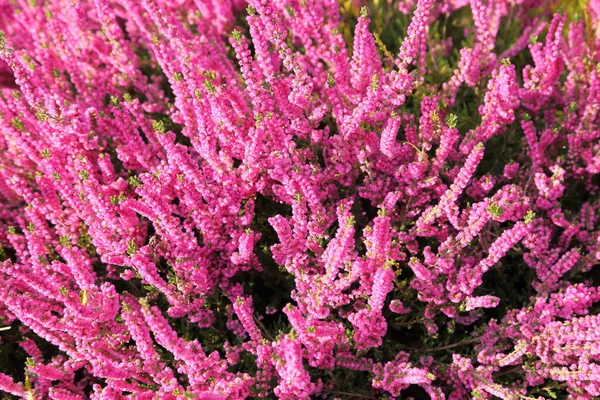 Kleurrijke Heidevelden Bloeien Herfsttuin — Stockfoto