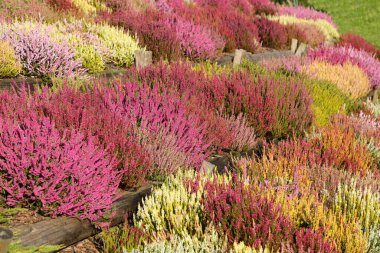 Sonbahar bahçesinde açan renkli fundalıklar ve fundalıklar.