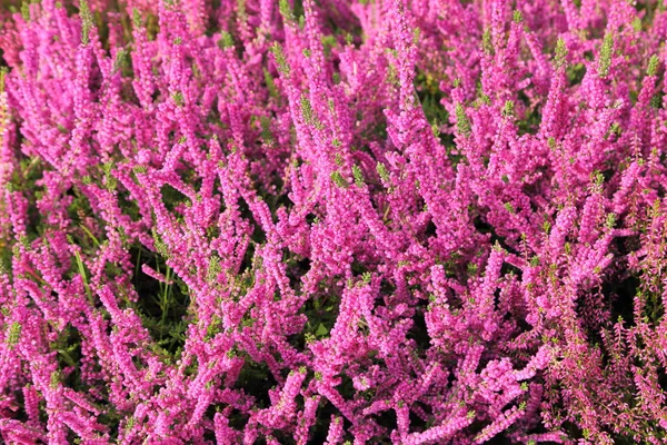 Eriche Colorate Che Sbocciano Nel Giardino Autunnale — Foto Stock