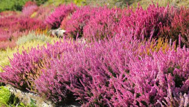 Sonbahar bahçesinde açan renkli fundalıklar ve fundalıklar.