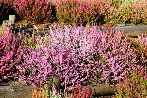 Kleurrijke Heide Heide Bloeien Herfsttuin — Stockfoto