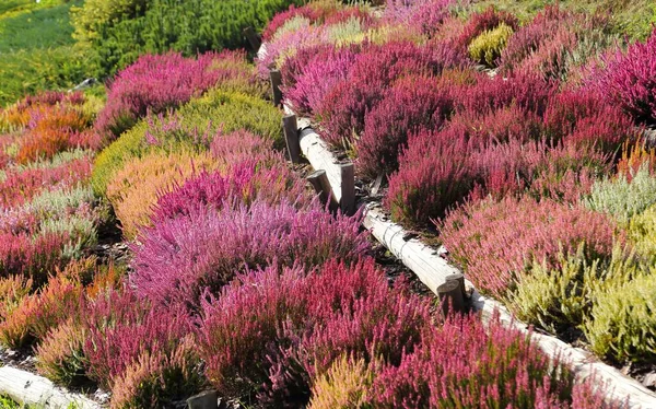 Sonbahar Bahçesinde Açan Renkli Fundalıklar Fundalıklar — Stok fotoğraf