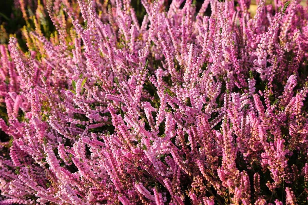 Kleurrijke Heide Heide Bloeien Herfsttuin — Stockfoto