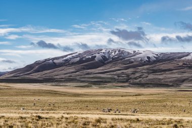 Bac ile altın sarısı çim ile çiftlikte koyun Amazing grup