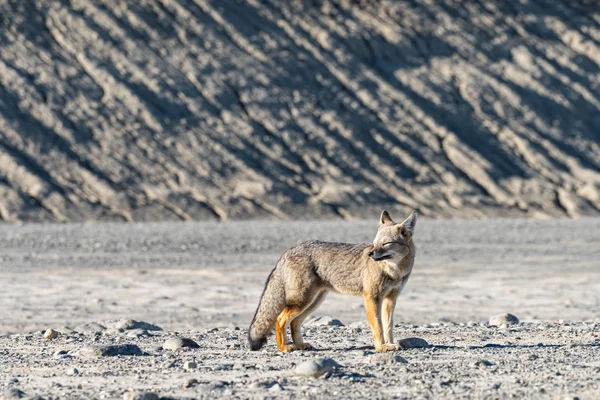 Prachtige wilde Patagonische Red Fox Walk in Sun Shine in de ochtend in de rots berg, Zuid-Patagonië, Argentinië. — Stockfoto