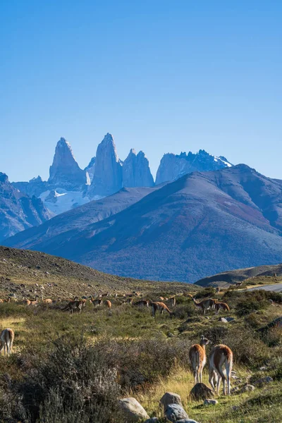 Cute group of guanaco famous local wild nature animal grazing go — Stock Photo, Image