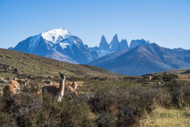 Guanaco ünlü yerel vahşi doğa hayvan otlatma sevimli grup gitmek