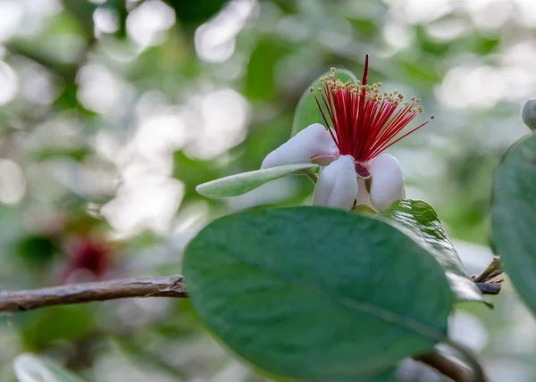 The Exotic Feijoa Flower. Detail of tree flower in bloom.