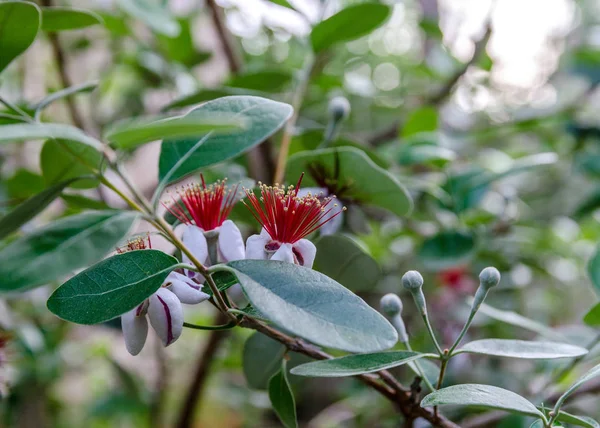 フェイジョアの花とフェイジョアの木に芽 — ストック写真