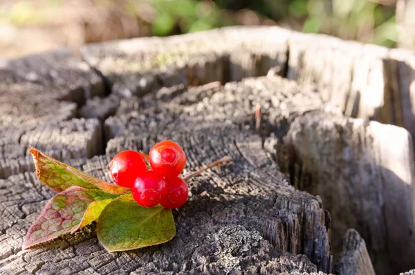 Klopovka Sakhalin Berry Capable Lowering Blood Pressure Vaccinium Praestans — Stock Photo, Image