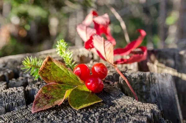 Red Sour Berry Smell Bedbugs Vaccinium Praestans Klopovka — Stock Photo, Image