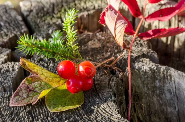 Klopovka Sakhalin Berry Capable Lowering Blood Pressure Vaccinium Praestans — Stock Photo, Image