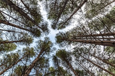 Dev ağaçlarının kron. Çam yeşil orman arka planda güneşli bir gün.