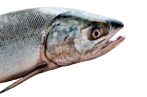 白い背景の新鮮な赤にサーモン Fishs — ストック写真