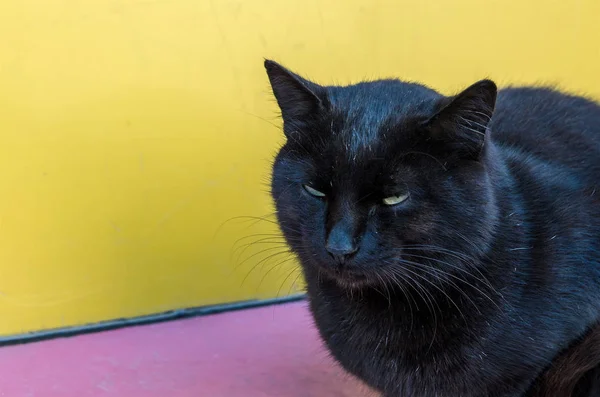 Black cat with sharp and mysterious eyes, sitting on a pedestrian street