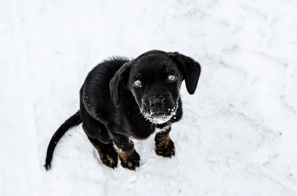 The skinny black puppy sitting in the snow.