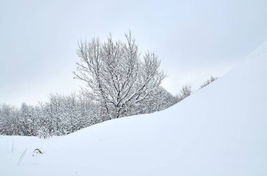 Ağaçlı kış manzarası