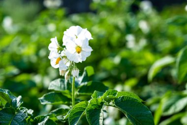 Güneşli havada yeşil yaprakların arka planında beyaz çiçeklerle açan patatesler..