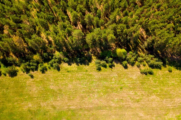 Prachtige lente bos als achtergrond. Bird's Eye View — Stockfoto