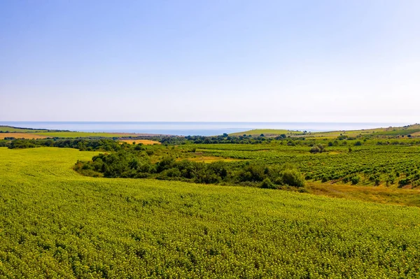 Drone voador acima do campo de girassóis. Paisagem agrícola de uma vista de pássaro — Fotografia de Stock