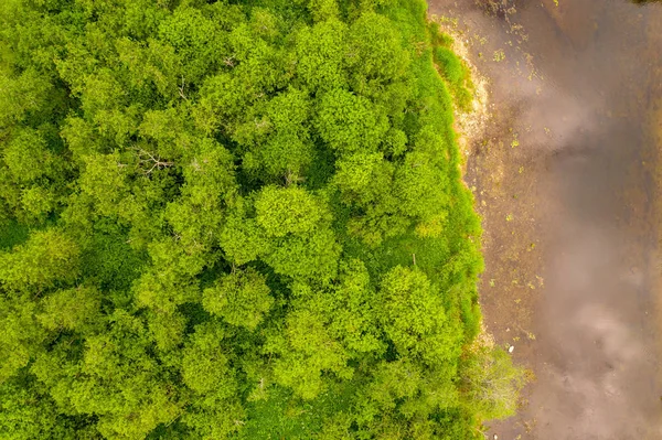 Lucht drone schot van rivier begroeid met riet en gras snijden door bos — Stockfoto