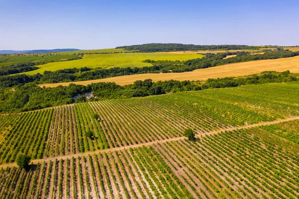 Viñedo en brillante día de verano. Disparo aéreo con drones — Foto de Stock